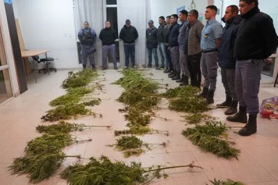 plantas canabis