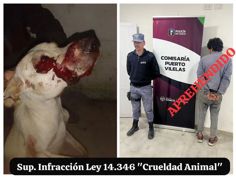 Perro lastimado