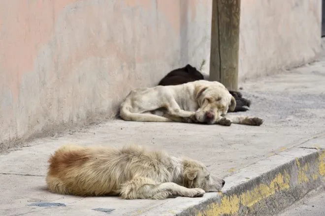 Perros callejeros