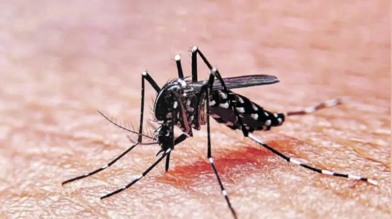 Dengue