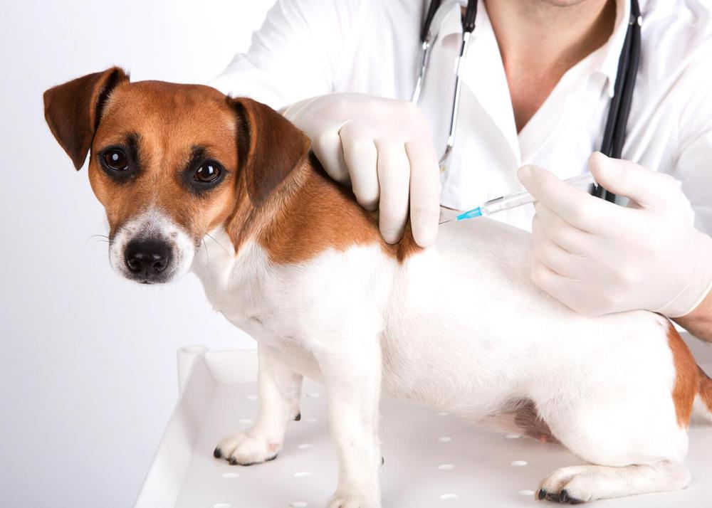 vacunacion de perros