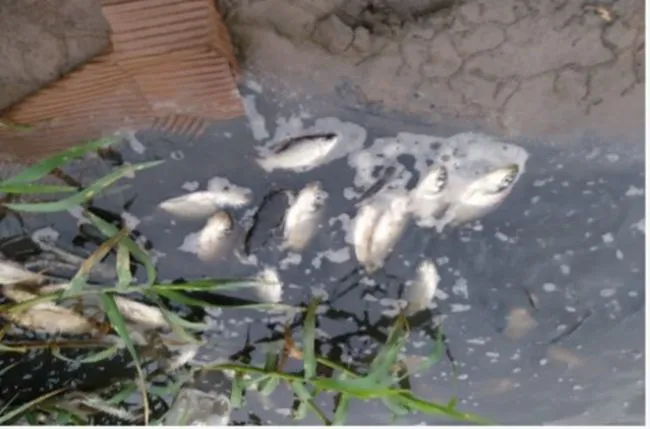 peces
