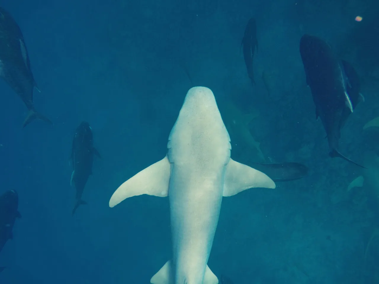 Tiburones