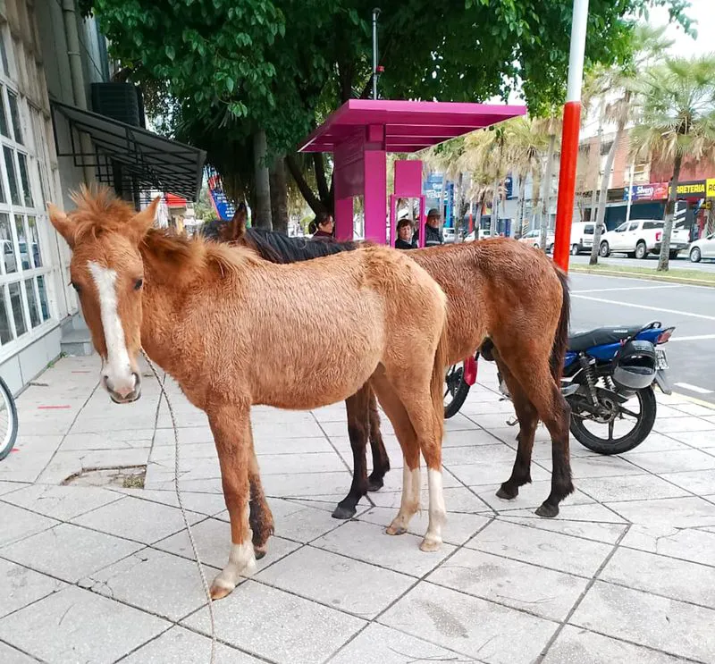 Caballos