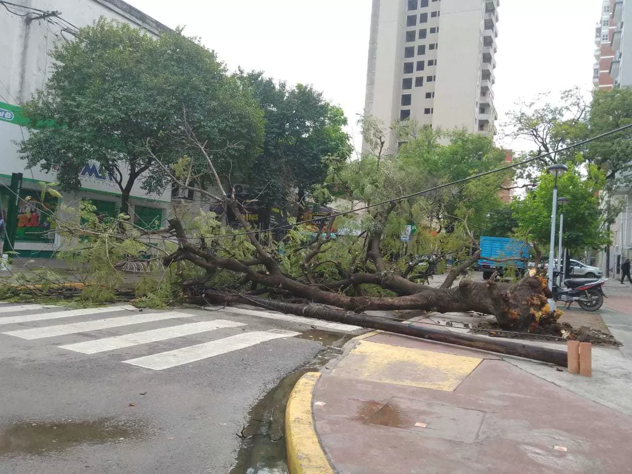 arbol caido