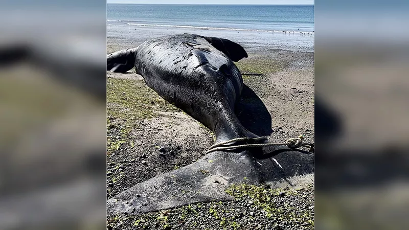 ballenas