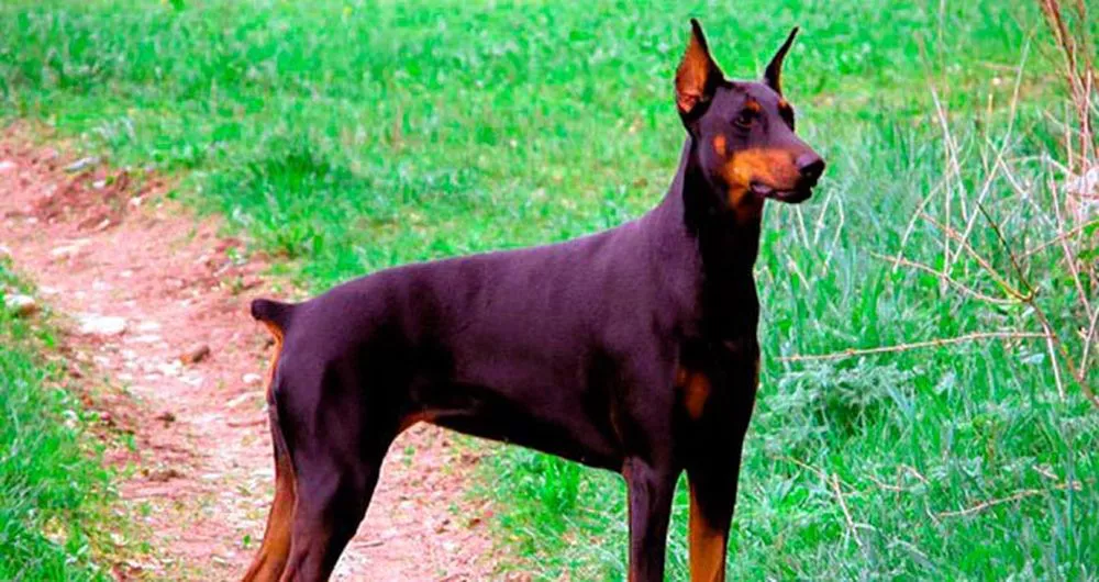 rabo-perro-cortar