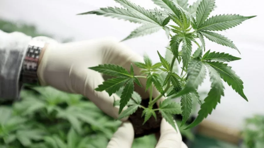 Canabis medicinal