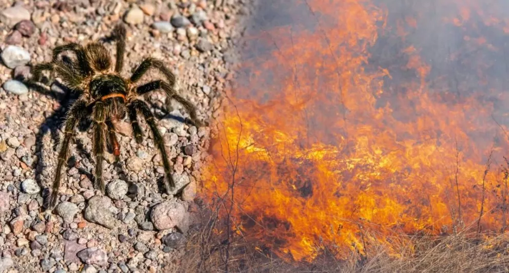 araña incendio