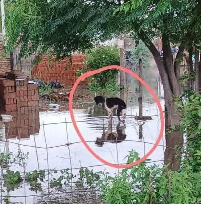 Rescate animal 1