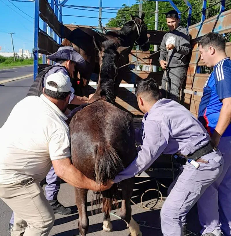 Traccion a sangre 3