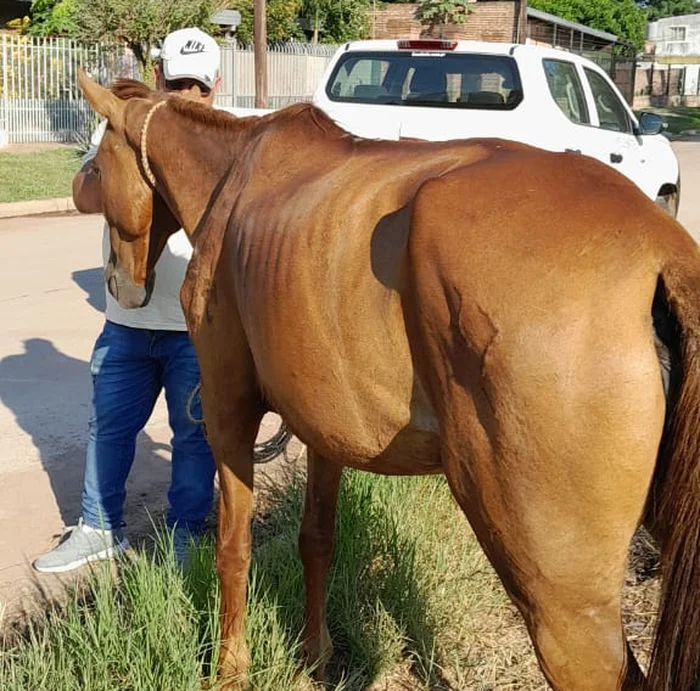 Caballo maltratado