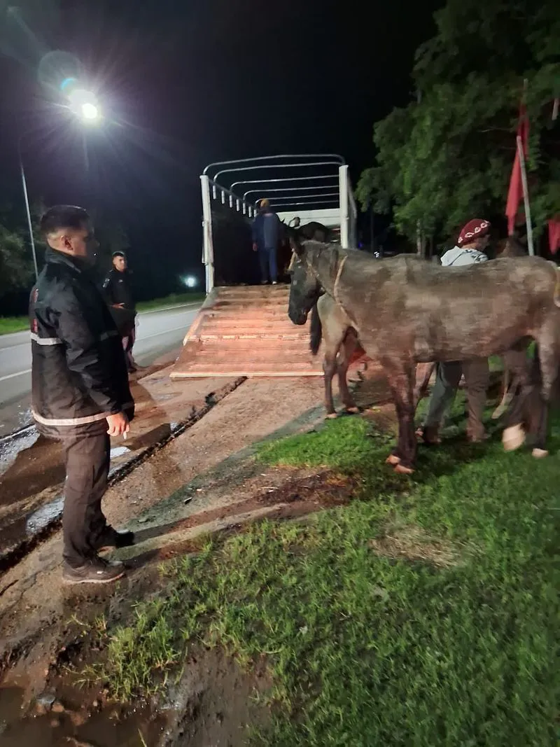 Caballos sueltos 1
