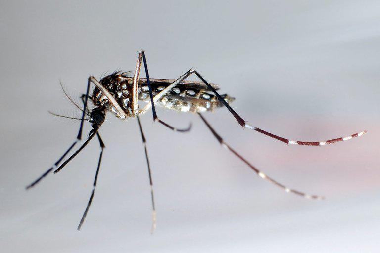 dengue
