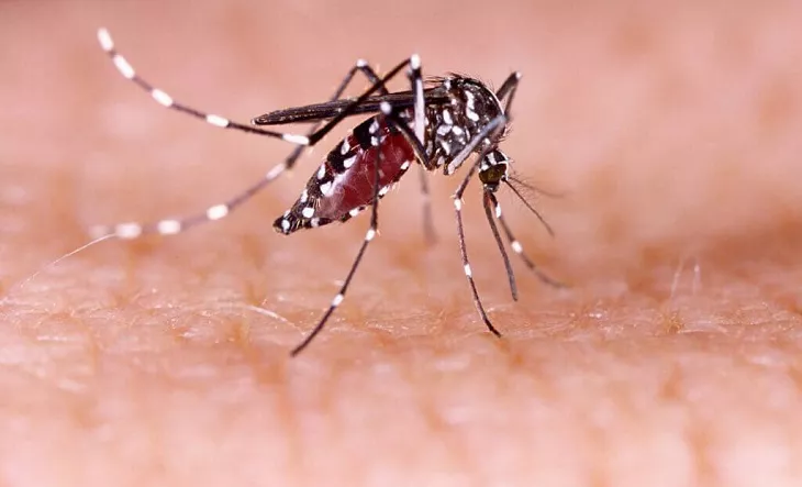 Dengue